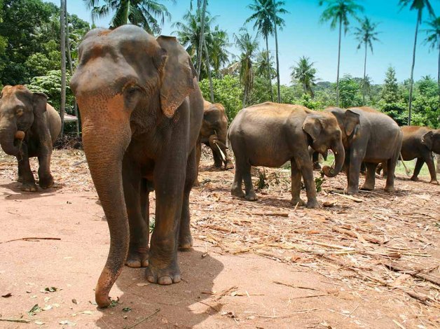 Sri Lanka 
