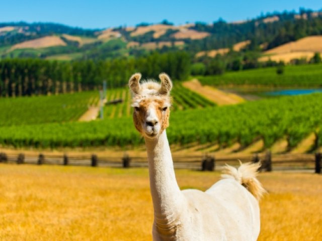 2025 The British & Irish Lions official ticket package with Gold Coast Vineyard tour watching excursion.jpg