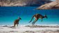 2025-26 NRMA Insurance Ashes Series Official Ticket Package to watch the final three Test matches – image