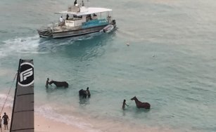1st Test – Barbados