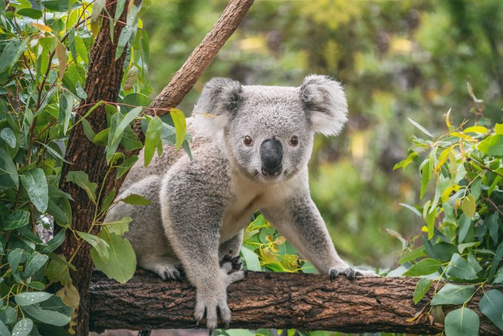 Koala in Australia