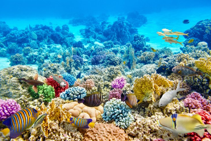Great Barrier Reef, Cairns, Australia