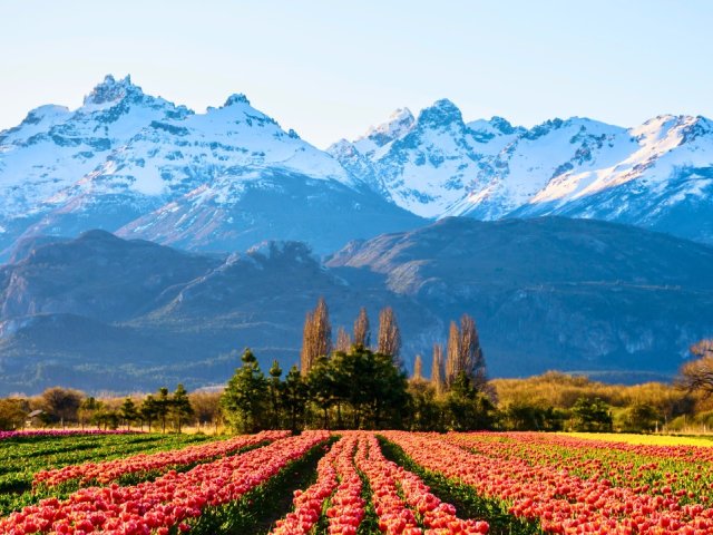 Argentina v England 2025 ticket packages for English rugby fans - England Summer Tour 2025 image
