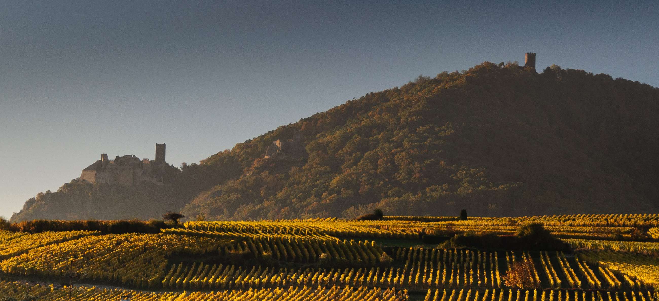 France Vineyards