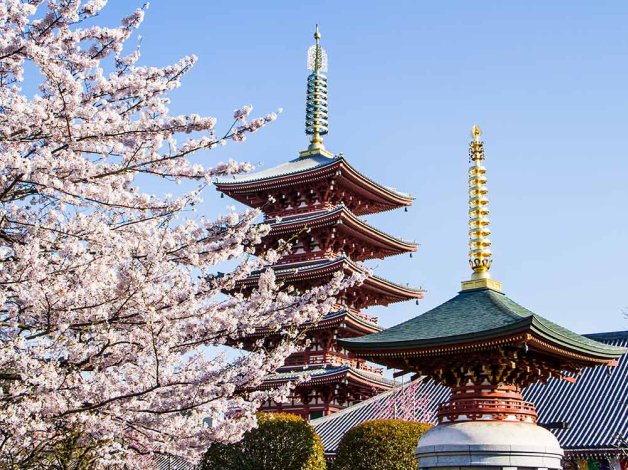 Japanese cherry blossoms 
