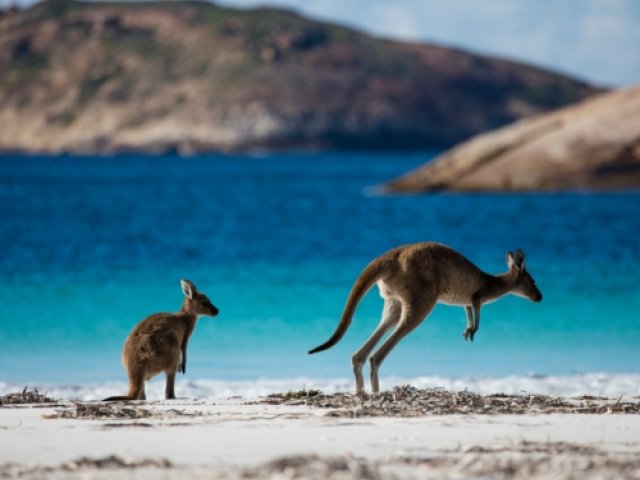 Kangaroo Island Wildlife Park sightseeing excursion in Australia - The British & Irish Lions 2025 ticket package image