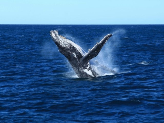 Moreton Island whale watching adventure sightseeing excursion in Australia - The British & Irish Lions 2025 ticket package image