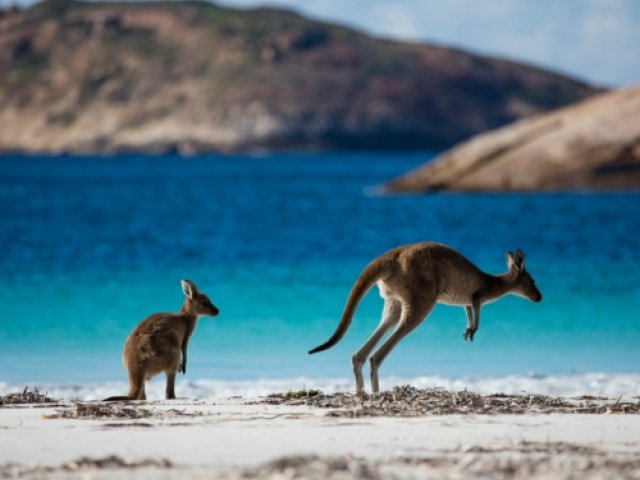 Official British & Irish Lions Australia 2025 ticket packages – All three Wallabies v The Lions Test matches ticket package image