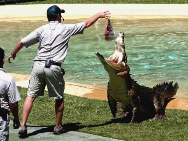 Official British & Irish Lions Australia 2025 ticket packages – Australia Zoo excursion image
