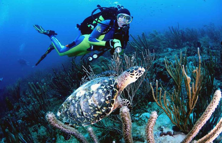 Turtle, Grenada 