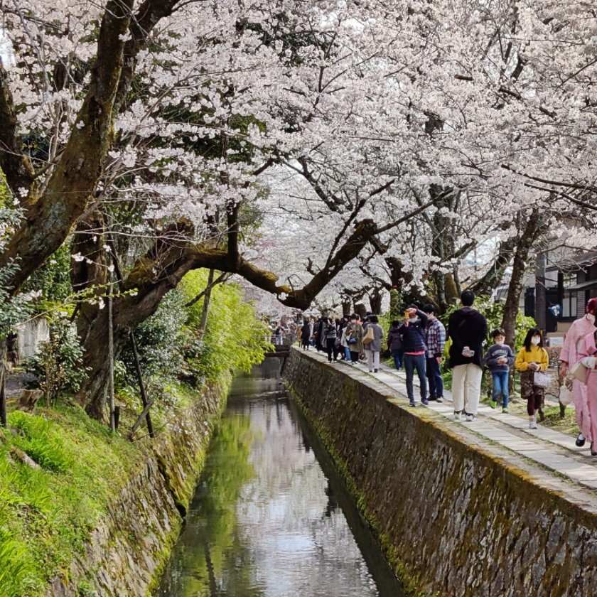 Cherry blossoms in Japan